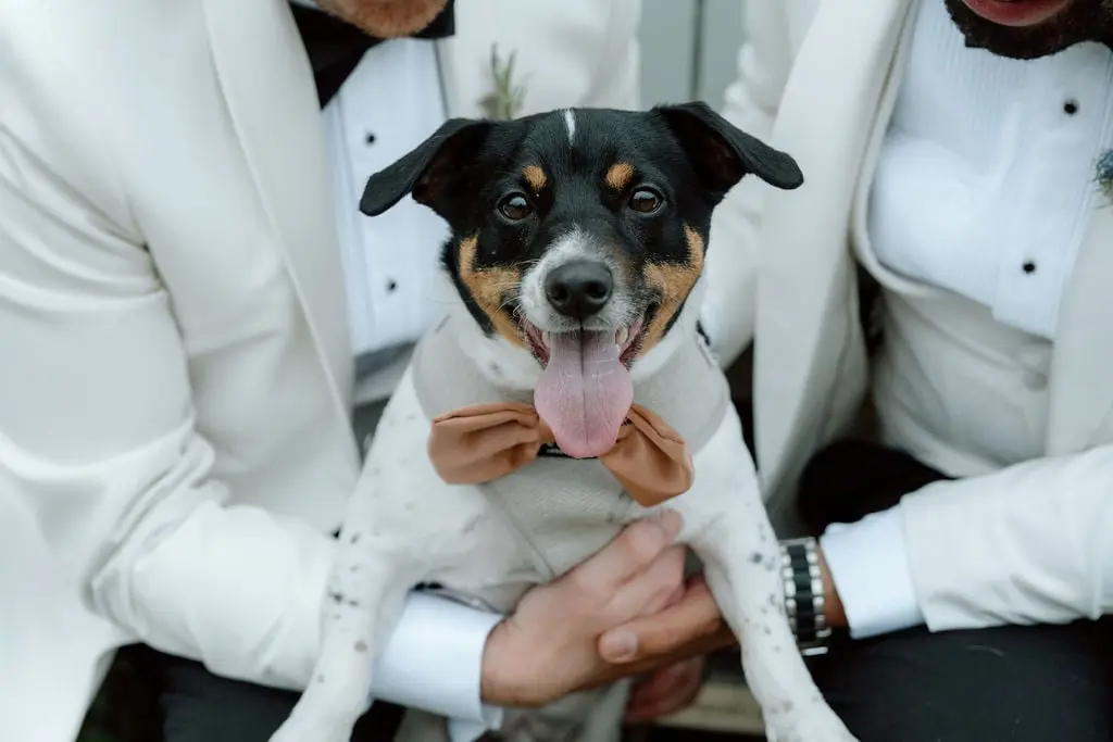 Dog at a wedding 